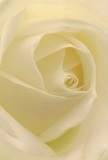 Dive into the intimate embrace of a cream-white rose, its petals spiraling softly outward as if unfolding in the tranquil corners of Addlestone's riverside gardens. Each layer is rendered with a feather-light touch, inviting thoughts of gentle dewdrops and quiet reflections along Weybridge Lane. The interplay of ivory tones and delicate shadows creates a serene luminosity, adding a heartfelt depth that is both peaceful and moving. This close perspective allows you to almost feel the cool smoothness of each petal-a whisper of texture that hints at the early morning serenity so familiar in local parks. There is a calm energy here, the silent anticipation that accompanies new beginnings, a gentle act of remembrance, or a simple gesture meant to comfort the spirit. The rose's understated fragrance and pure form speak volumes, embodying the artistry and care that Flowers Addlestone brings to every arrangement crafted for the community. In every petal resides the intention to celebrate, console, or inspire-making each delivery a little reminder of beauty and empathy in Addlestone life.